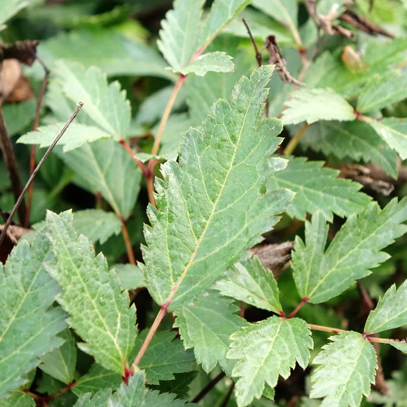 Astilbe arendsii Cappuccino - Prachtspiere (Laub)