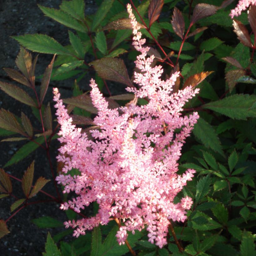 Astilbe arendsii Erika - Prachtspiere (Blüte)