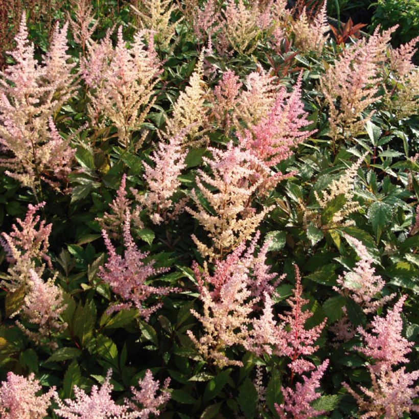 Astilbe arendsii Erika - Prachtspiere (Hafen)