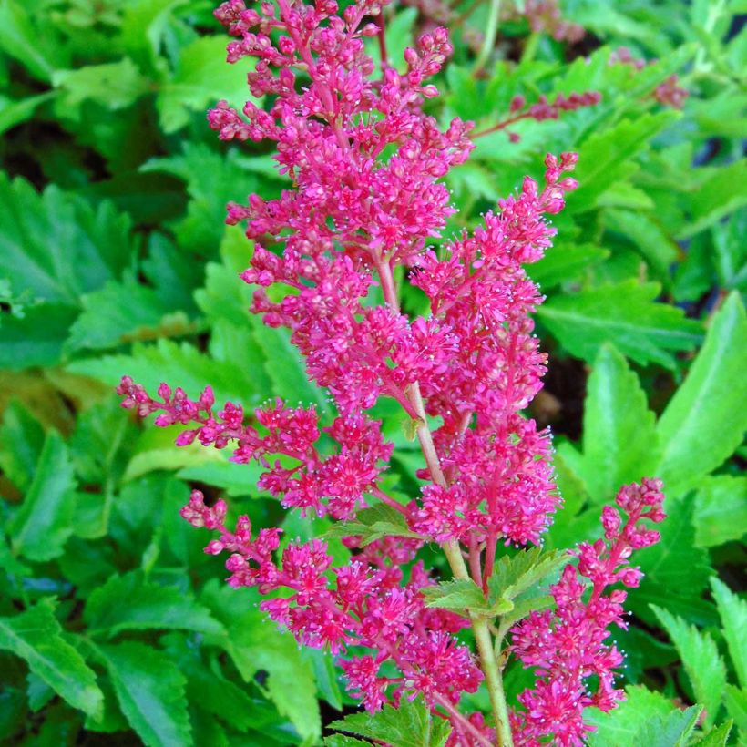 Astilbe arendsii Fanal - Prachtspiere (Blüte)