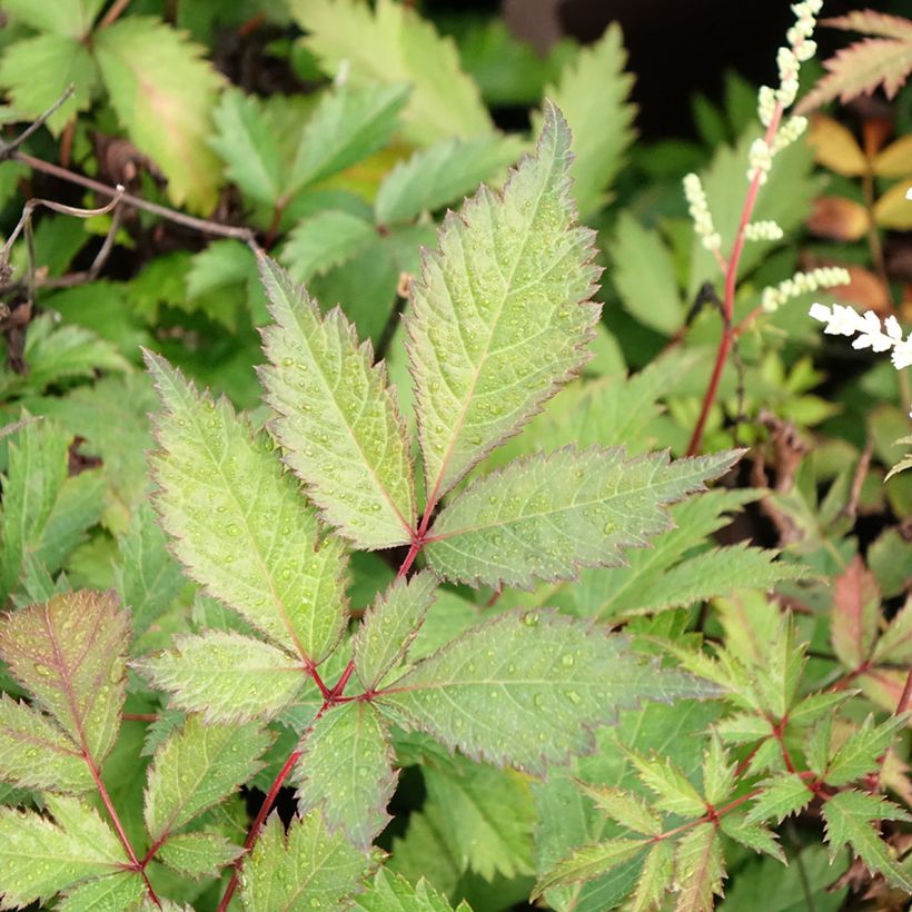 Astilbe arendsii Moccachino - Prachtspiere (Laub)