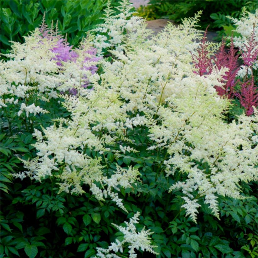 Astilbe arendsii Rock and Roll - Prachtspiere (Blüte)