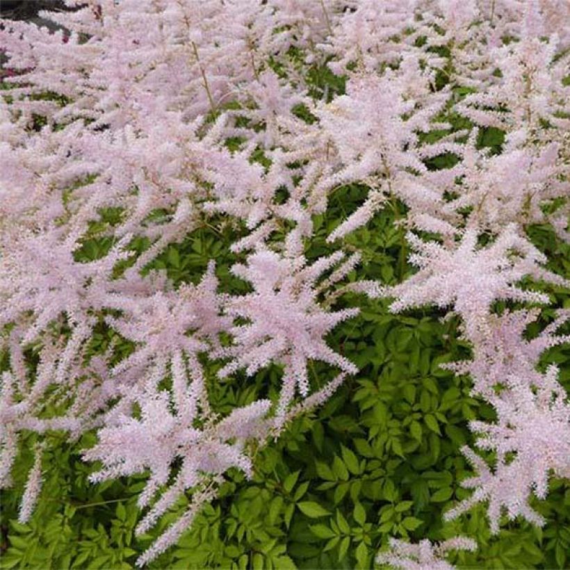 Astilbe arendsii Walkure - Prachtspiere (Blüte)