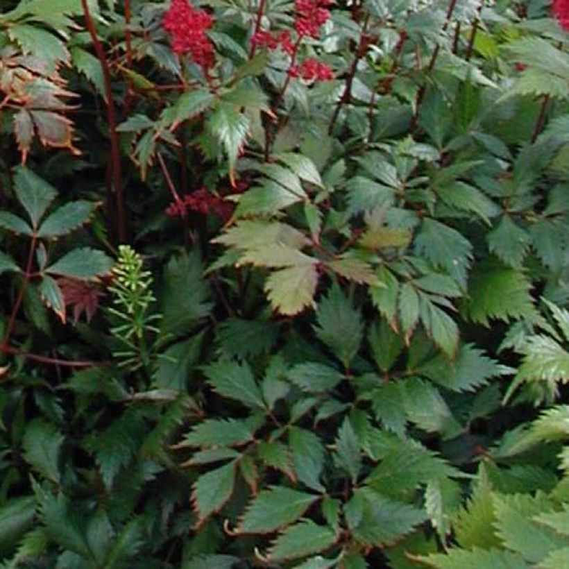 Astilbe arendsii Fanal - Prachtspiere (Laub)