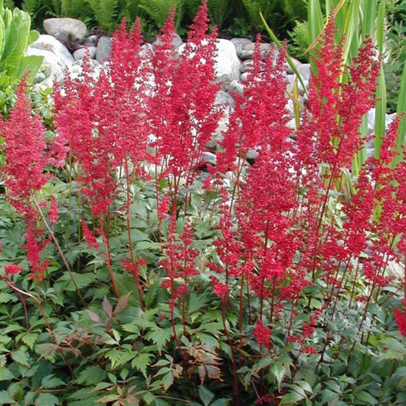 Astilbe arendsii Fanal - Prachtspiere (Hafen)