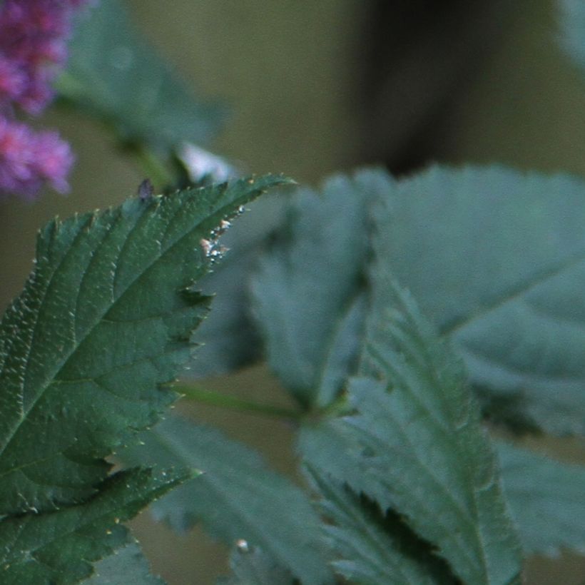 Astilbe chinensis - Prachtspiere (Laub)