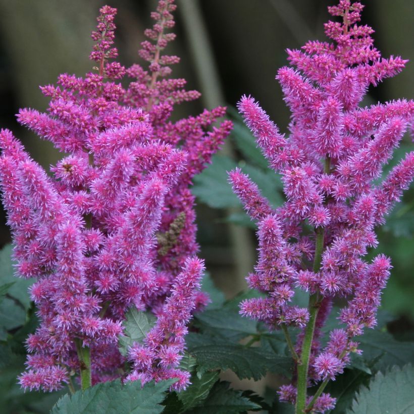 Astilbe chinensis - Prachtspiere (Blüte)