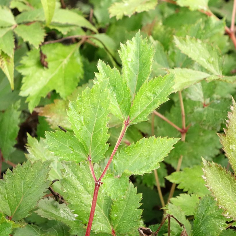 Astilbe chinensis Mighty Chocolate Cherry - Prachtspiere (Laub)