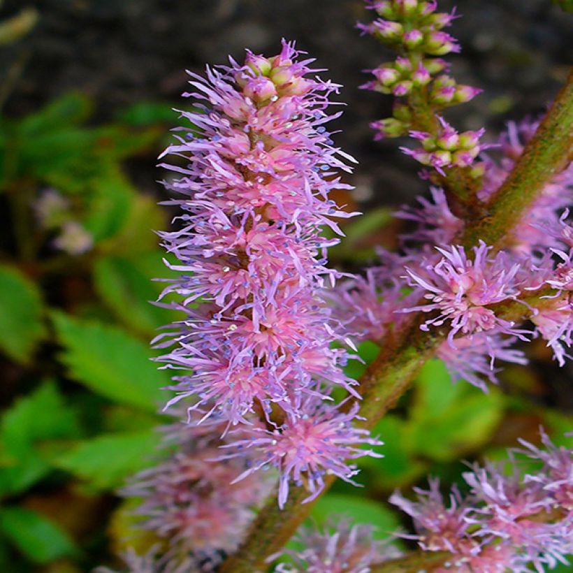 Astilbe chinensis Pumila - Prachtspiere (Blüte)