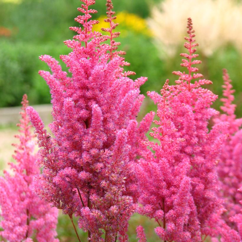 Astilbe chinensis Veronica Klose - Prachtspiere (Blüte)