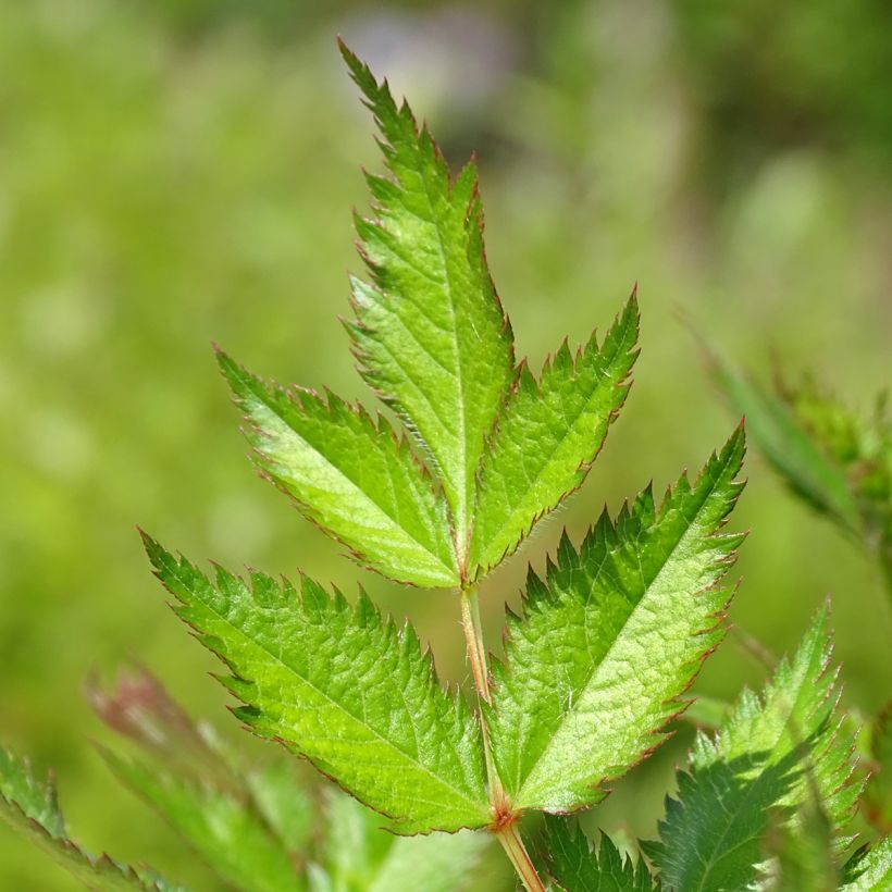 Astilbe chinensis Visions - Prachtspiere (Laub)