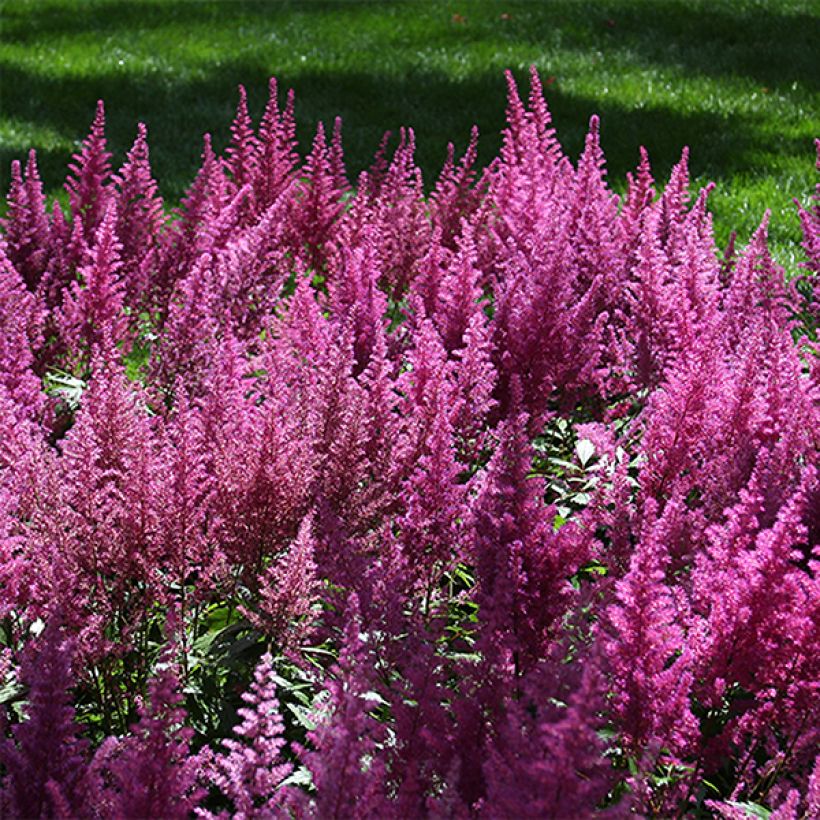 Astilbe chinensis Visions - Prachtspiere (Blüte)