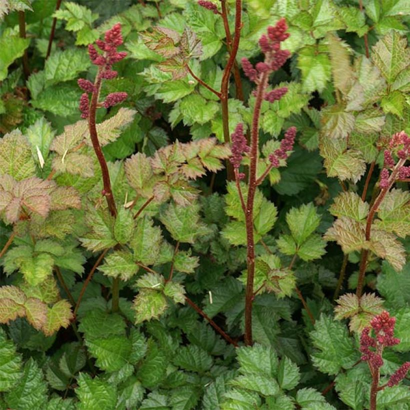 Astilbe chinensis var. taquetii Purpurlanze - Prachtspiere (Laub)