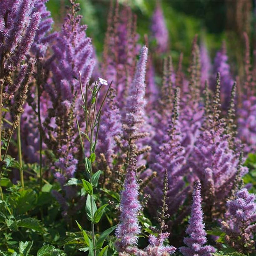 Astilbe chinensis var. taquetii Purpurlanze - Prachtspiere (Blüte)