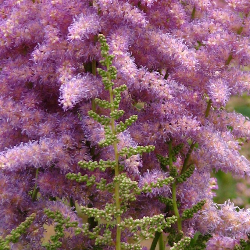 Astilbe chinensis var. davidii - Prachtspiere (Blüte)