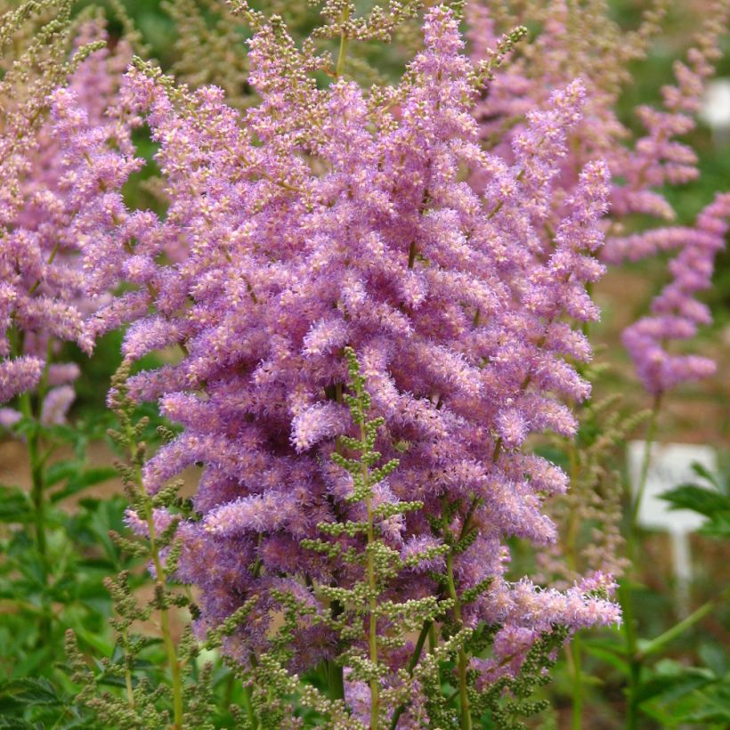 Astilbe chinensis var. davidii - Prachtspiere (Hafen)