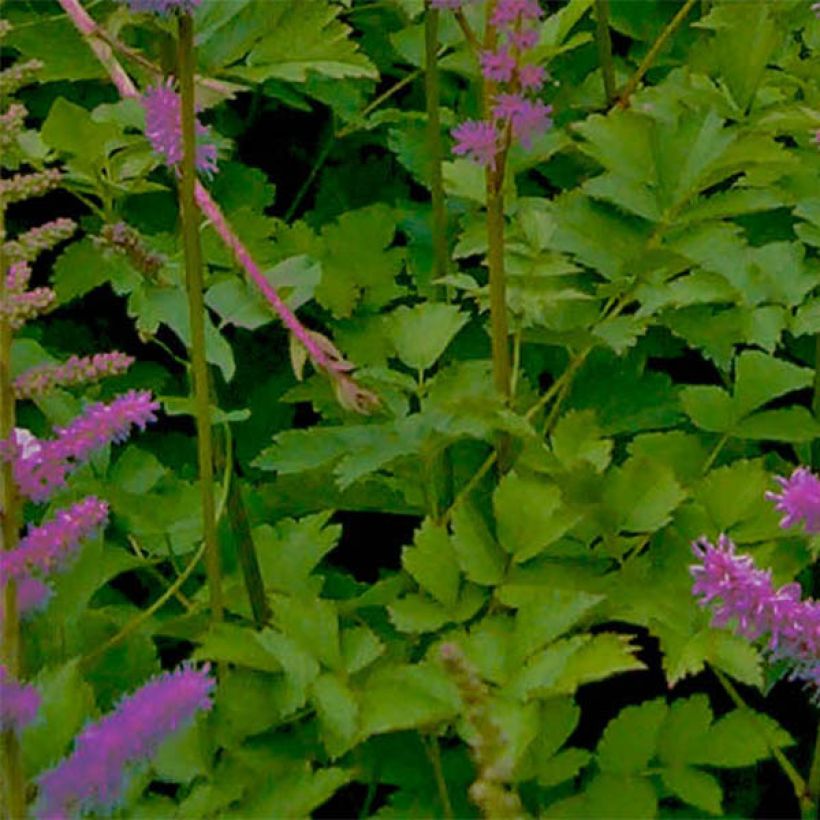 Astilbe chinensis var. taquetii Superba - Prachtspiere (Laub)