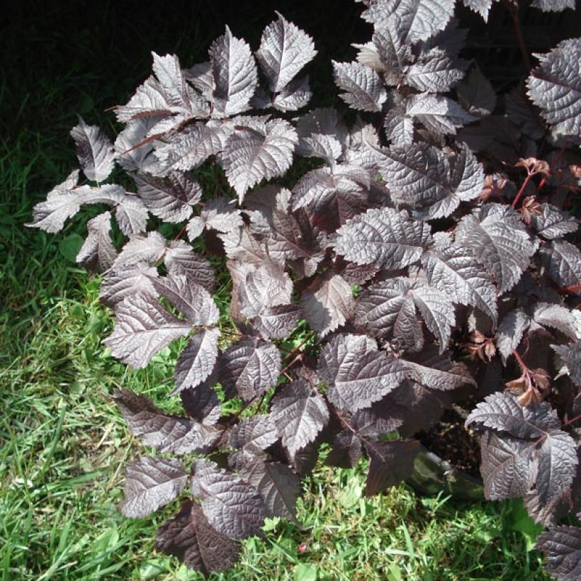 Astilbe Chocolate Shogun - Prachtspiere (Laub)