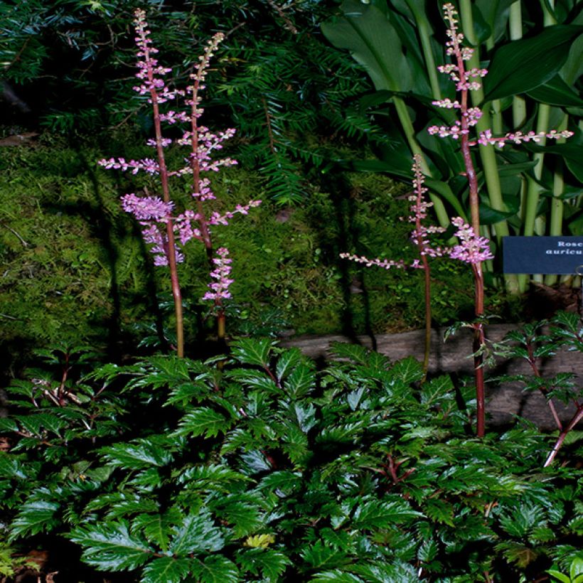 Astilbe crispa Perkeo - Prachtspiere (Hafen)