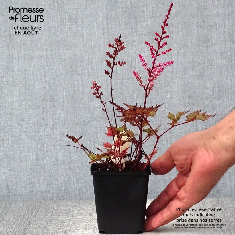 Exemplar von Astilbe japonica Delft Lace - Prachtspiere wie im Sommer geliefert