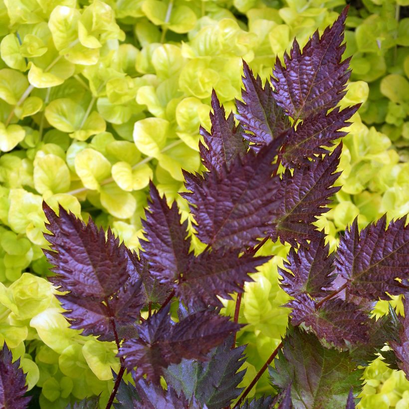 Astilbe japonica Delft Lace - Prachtspiere (Laub)