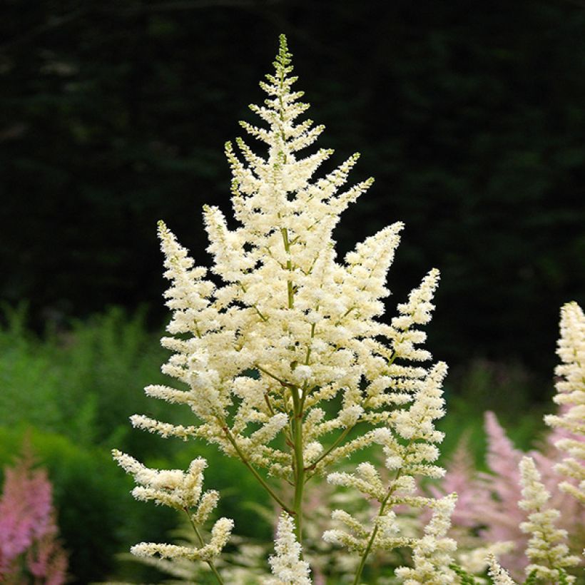 Astilbe japonica Deutschland - Prachtspiere (Blüte)