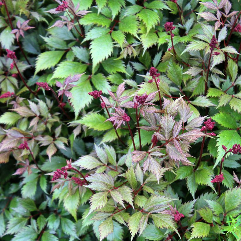 Astilbe japonica Montgomery - Prachtspiere (Laub)