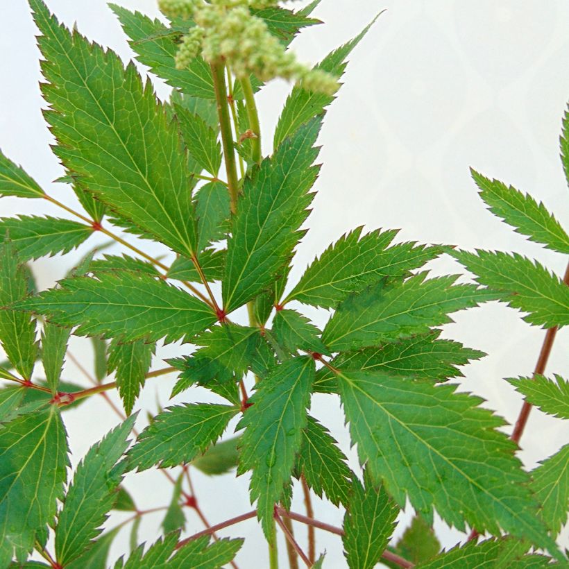 Astilbe japonica Peach Blossom - Prachtspiere (Laub)