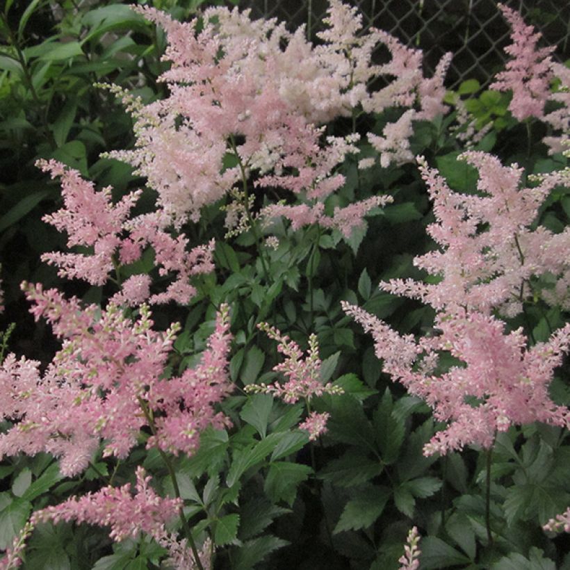 Astilbe japonica Peach Blossom - Prachtspiere (Blüte)