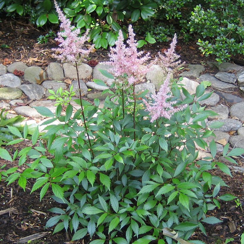 Astilbe japonica Peach Blossom - Prachtspiere (Hafen)