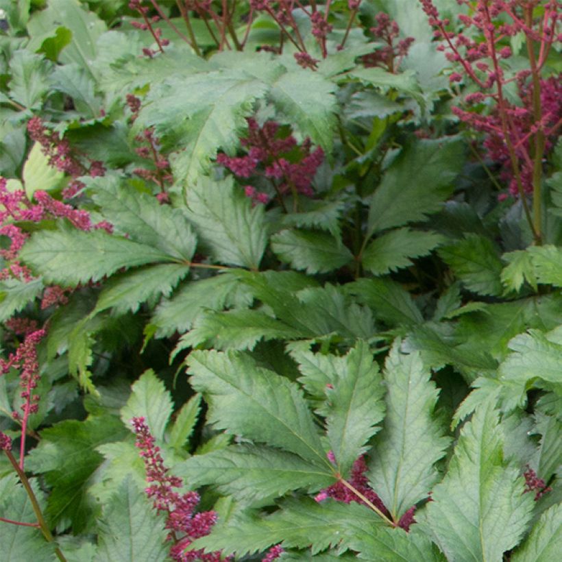 Astilbe japonica Red Sentinel - Prachtspiere (Laub)