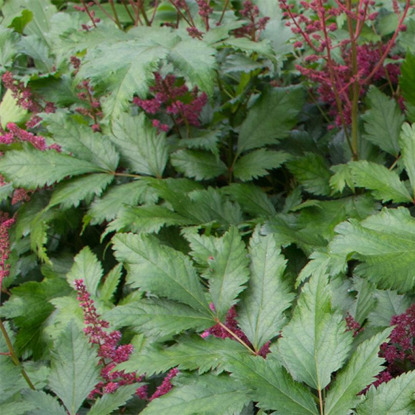 Astilbe japonica Vesuvius - Prachtspiere (Laub)