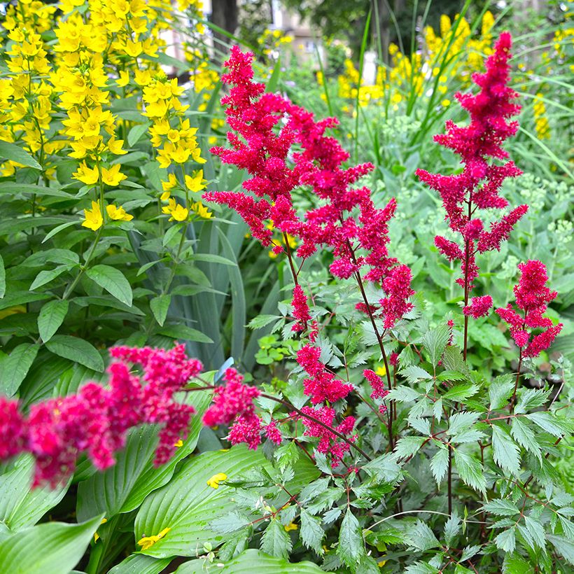 Astilbe japonica Vesuvius - Prachtspiere (Hafen)