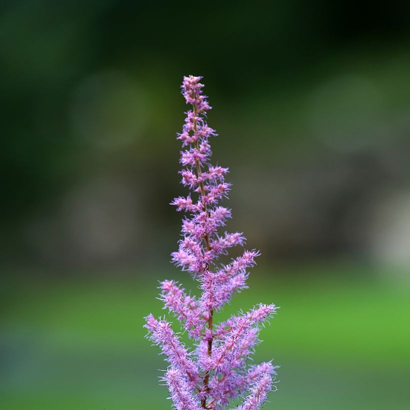 Astilbe rivularis var myriantha - Prachtspiere (Blüte)