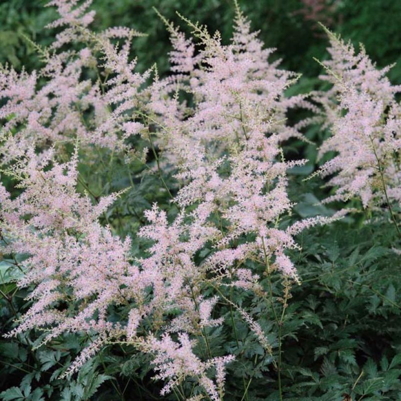 Astilbe simplicifolia Hennie Graafland - Prachtspiere (Blüte)