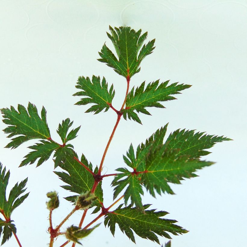 Astilbe simplicifolia Sprite - Prachtspiere (Laub)