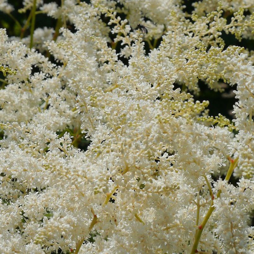 Astilbe simplicifolia Sprite - Prachtspiere (Blüte)