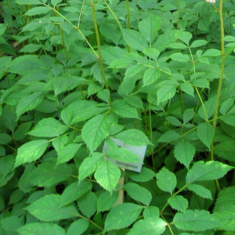 Astilbe thunbergii Straussenfeder - Prachtspiere (Laub)