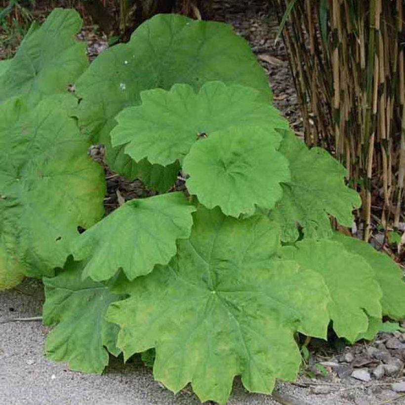 Astilboides tabularis - Tafelblatt (Hafen)