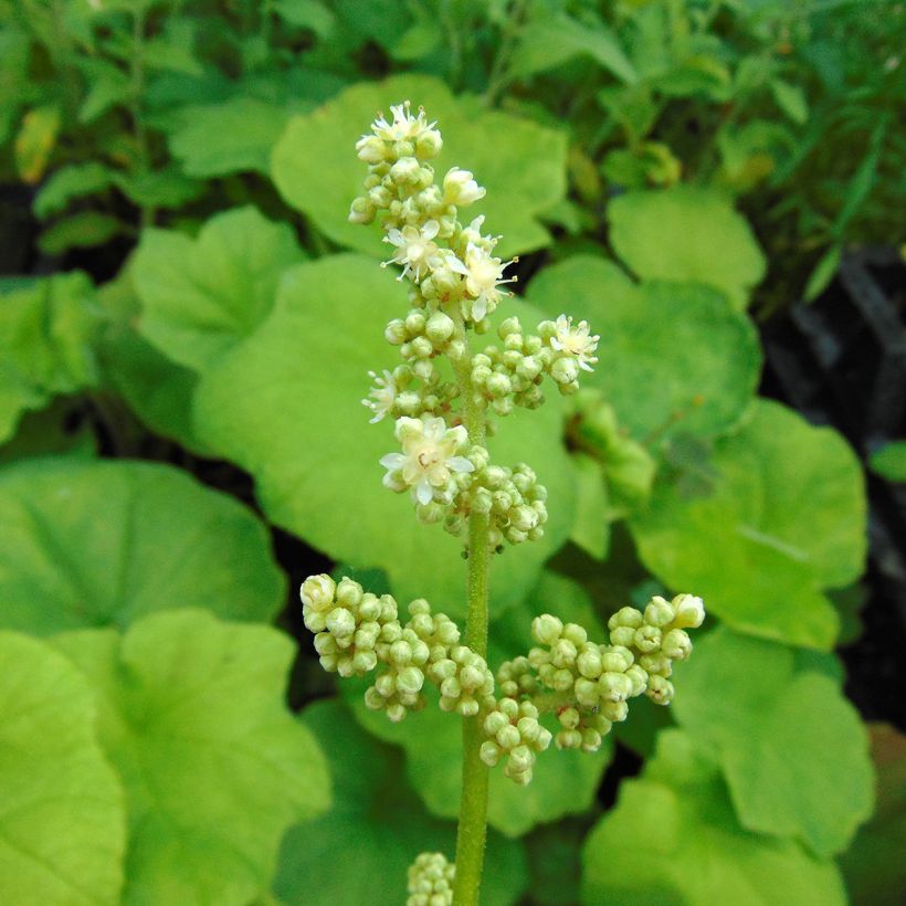 Astilboides tabularis - Tafelblatt (Blüte)