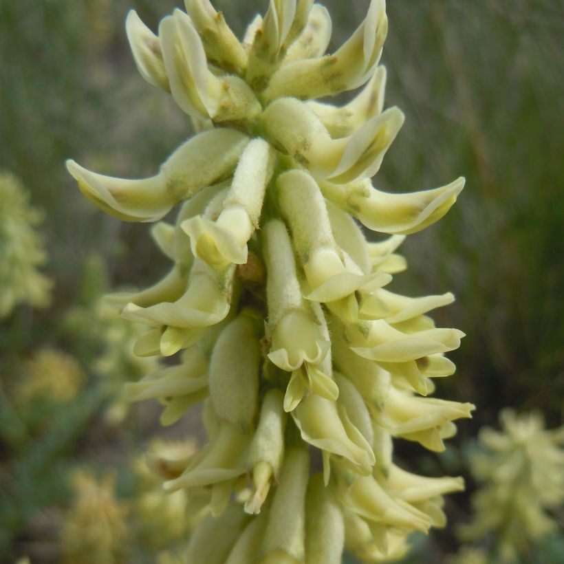 Astragalus canadensis - Kanadisches Milchkraut (Blüte)