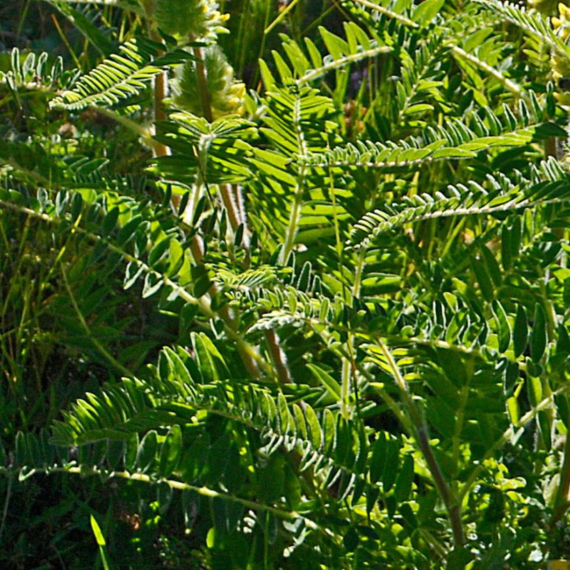 Astragalus centralpinus - Zentralalpen Tragant (Laub)