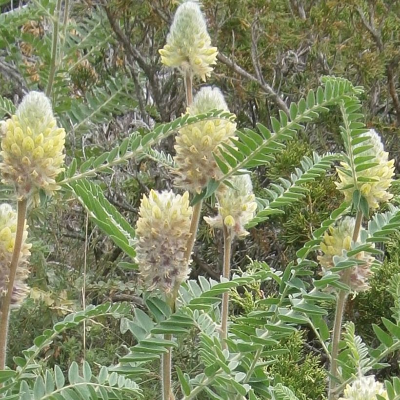 Astragalus centralpinus - Zentralalpen Tragant (Blüte)