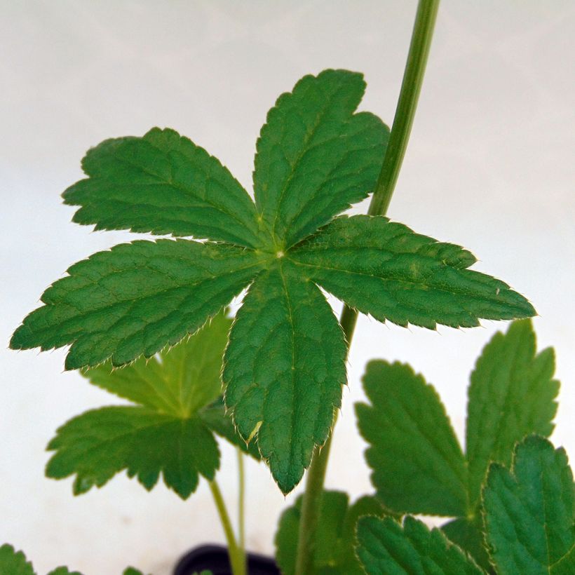 Astrantia major Alba - Sterndolde (Laub)