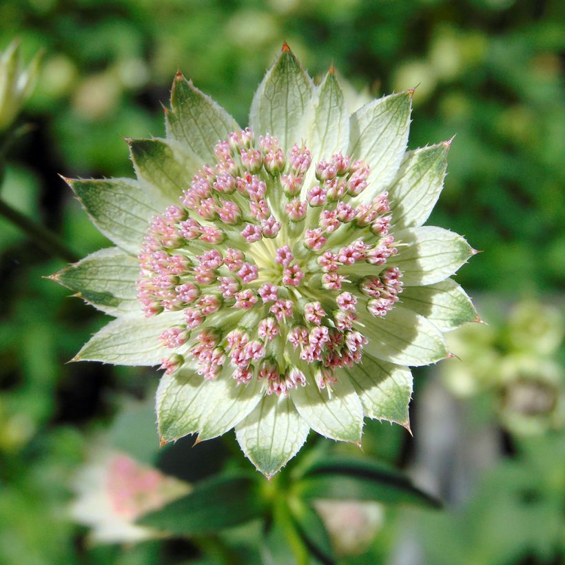 Astrantia Buckland - Sterndolde (Blüte)