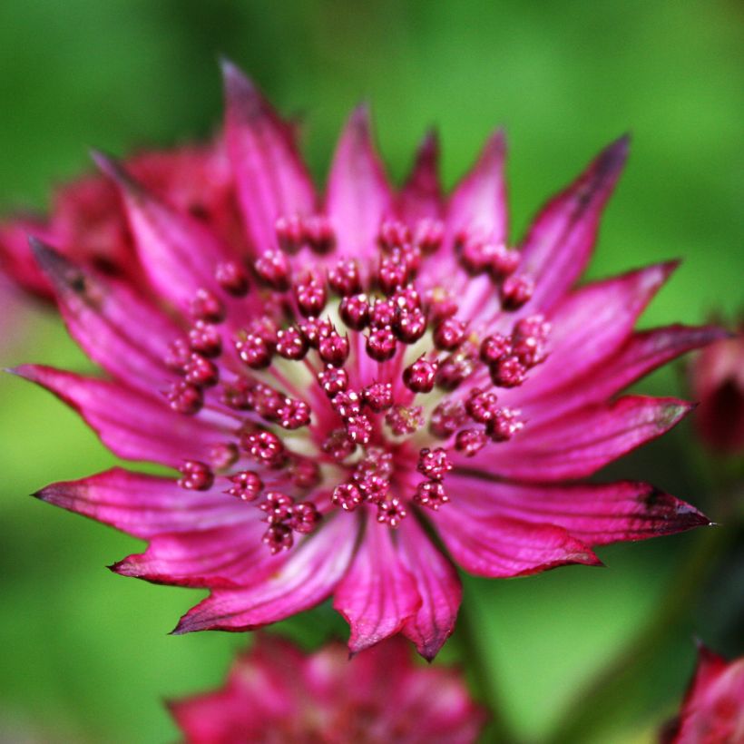 Astrantia Burgundy Manor - Sterndolde (Blüte)