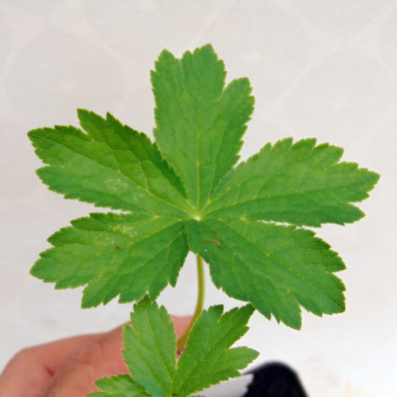 Astrantia Shaggy - Sterndolde (Laub)