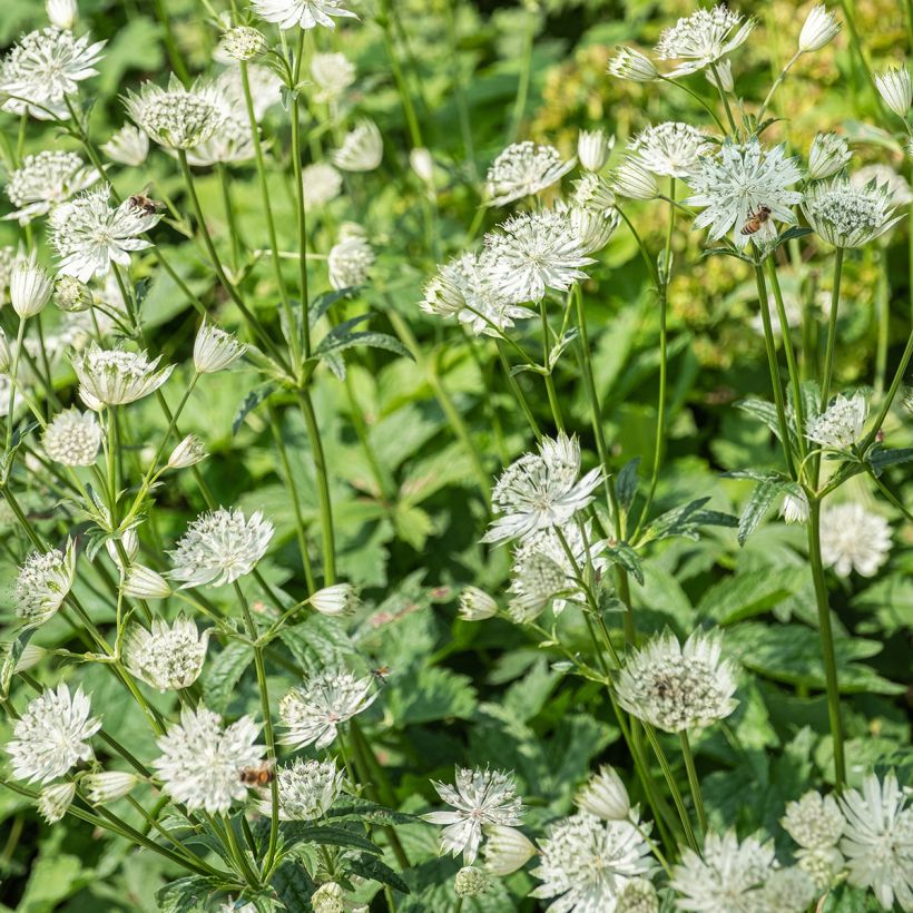 Astrantia Shaggy - Sterndolde (Blüte)