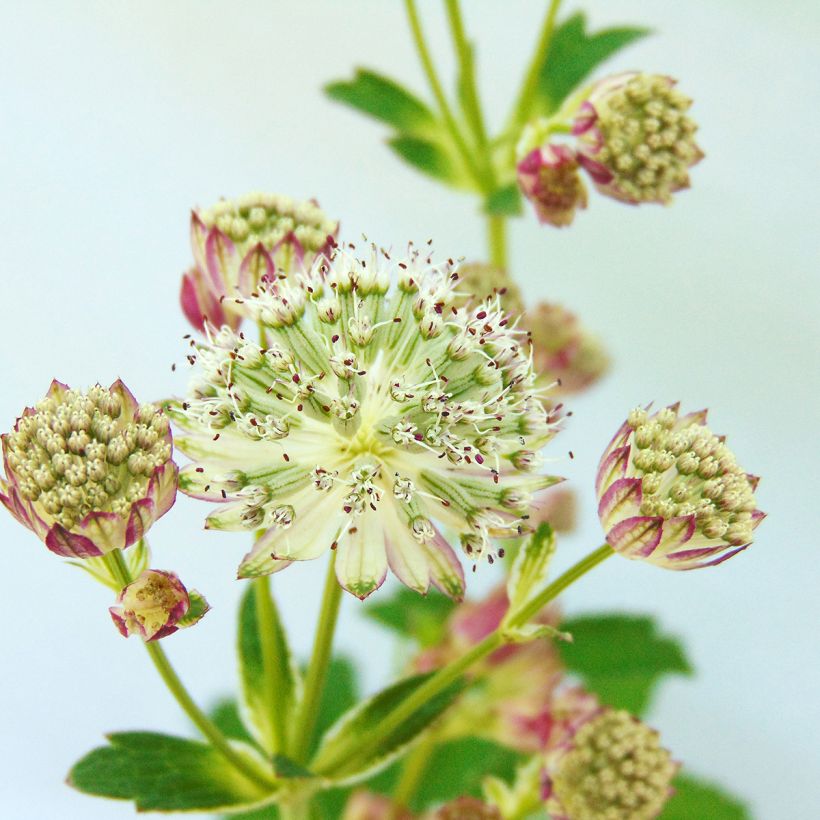 Astrantia Star of Passion - Sterndolde (Blüte)