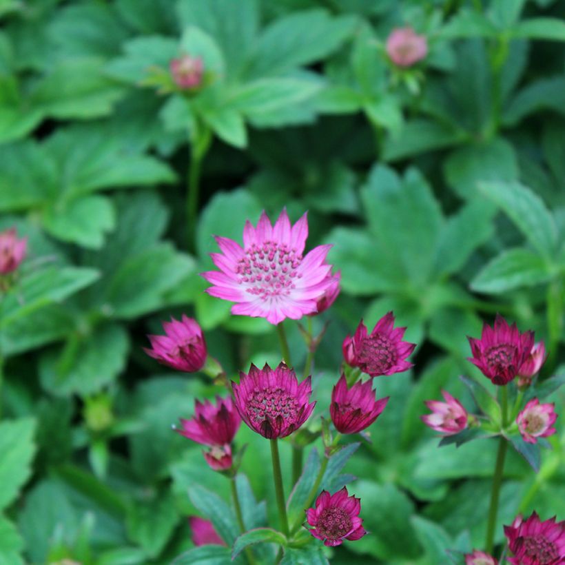 Astrantia Venice - Sterndolde (Blüte)